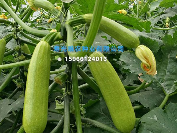西葫芦水肥管理