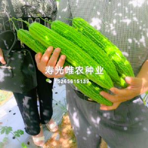  荷兰翡翠F1