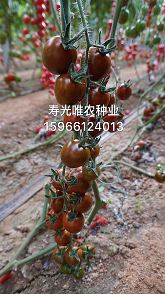 手机传输图片IMG_2071.jpg