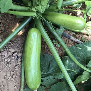 春丽一号F1