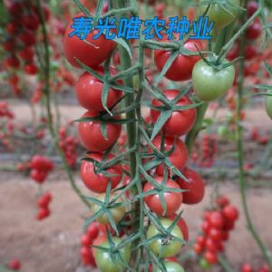 新禧一号F1