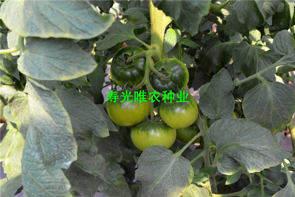 SHU_7149.jpg