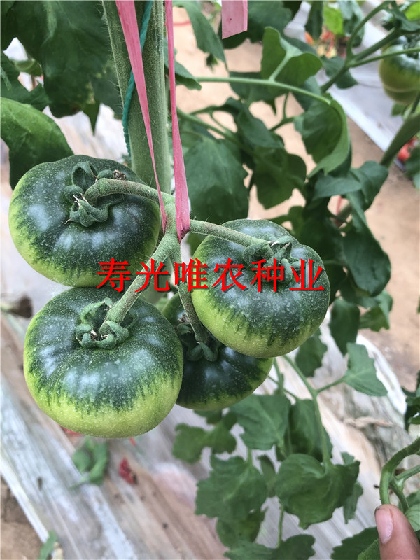 2019-01-09 我的手机图片IMG_1587.jpg